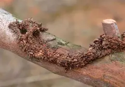 九游体育下载-蛾?捜呑M?C箒お?Po@哱鎗C